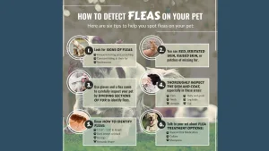 Pet-Friendly Turf Installation in Dallas TX