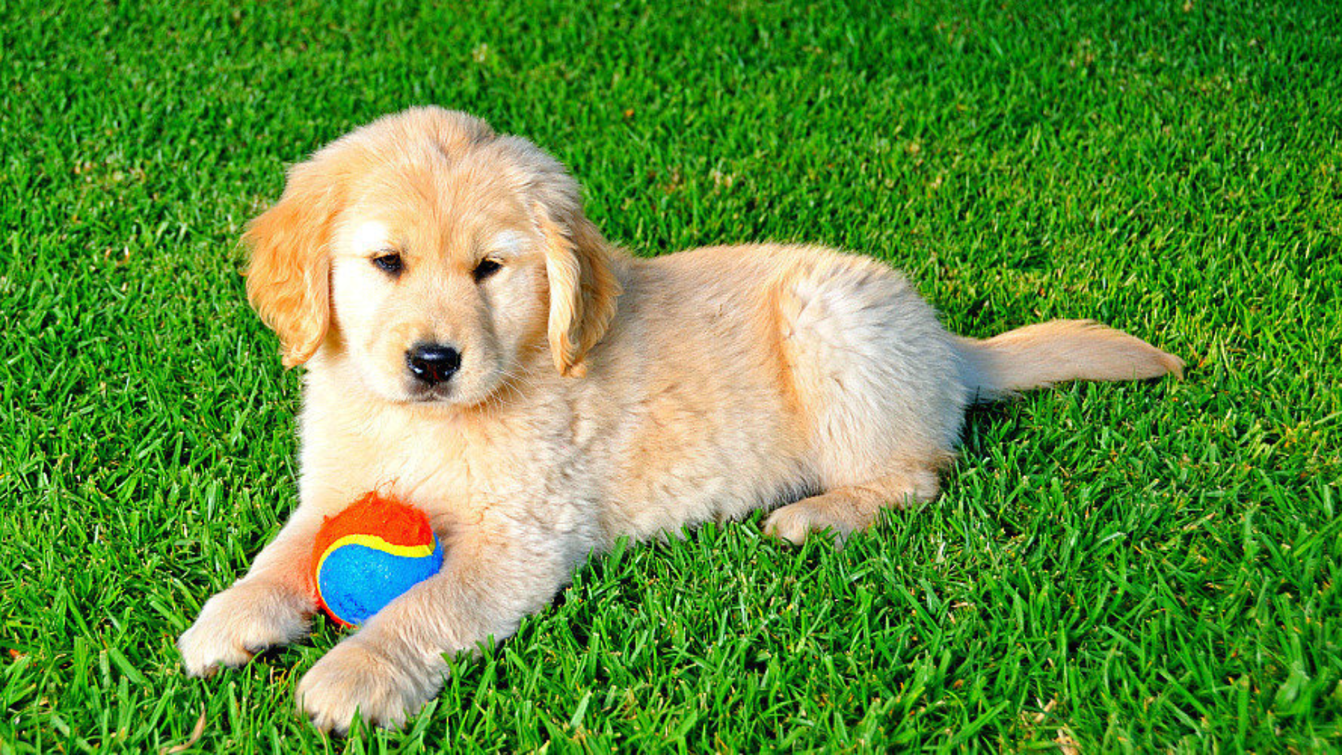Turf Solutions for Pets, Kids, and Active Spaces